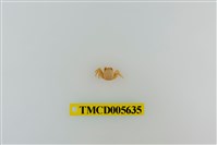 藏品(日本岩瓷蟹)的圖片